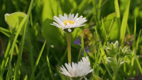 Sunlit daisy flower in the garden in spring Stock Footage 230034229