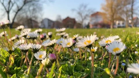 Sunlit Daisy Meadow Close-Up With Spring Flowers Stock Footage 331633652