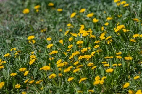 Sunlit dandelion patch on meadow, vivid golden heads scattered across short t Stockfoto's