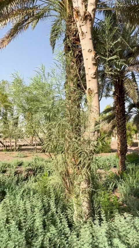 Sunlit Date Palm Grove at Othman Well Stock Footage 339206084