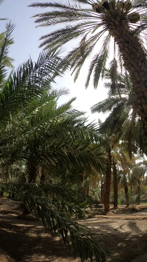 Sunlit Date Palms and Stream at The Garden Видео 338307063