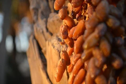 Sunlit Dates on Palm Trunk Fotos de archivo