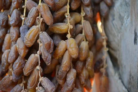 Sunlit Dates on Palm Trunk Stock Photos