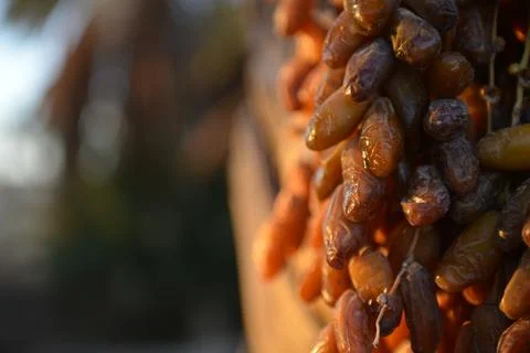 Sunlit Dates on Palm Trunk Stock Photos