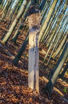 Sunlit dead tree trunk stands in a forest floor covered with fallen autumn .. Stock Photos