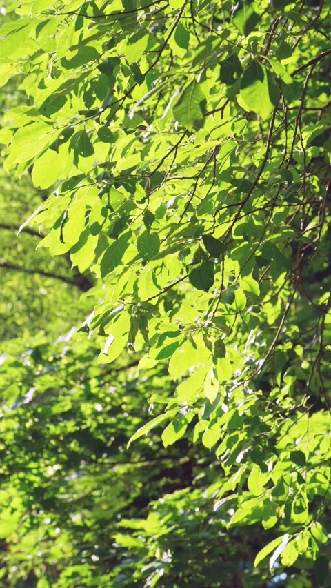 Sunlit deciduous canopy with overlapping green leaves and diagonal branches seen Stock Footage 342052784