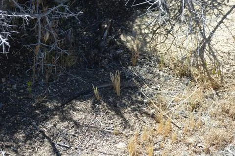 Sunlit Desert Floor Teeming With Life Amid Shadows and Textures Stock Photos