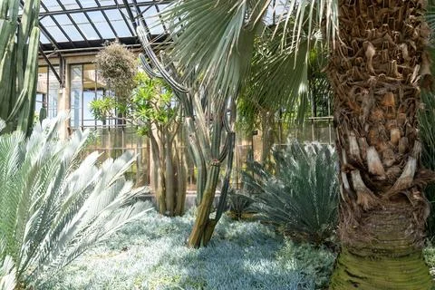 Sunlit desert garden with cacti and palms in a conservatory Stock Photos