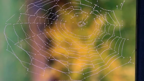 Sunlit Dew Drops on Cobweb in Garden Stock Footage 320172326
