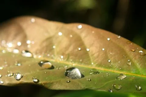 Sunlit Dew Drops on Leaf Stock Photos