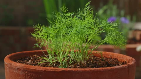 Sunlit Dill Plant in Pot with Light Rays in Garden Stock-Footage 337561865