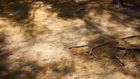 Sunlit Dirt Ground With Tree Shadows Stock Footage 337526791