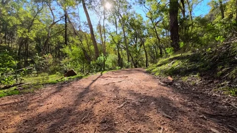 Sunlit Dirt Hiking Trail Through Eucalyptus Forest Stock Footage 345692013