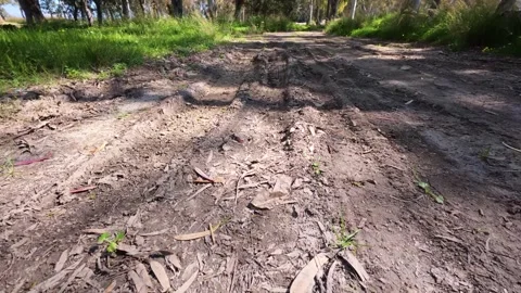 Sunlit dirt path in a forest with old tire tracks Vídeo Stock 304696804