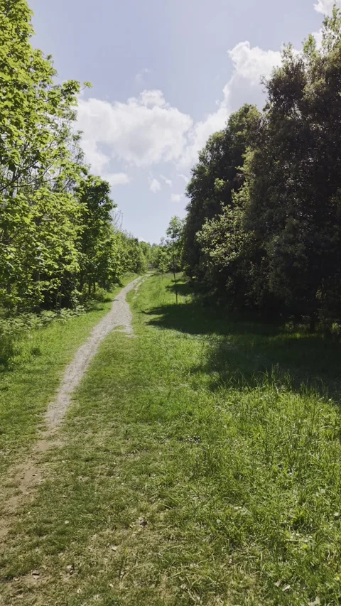 Sunlit dirt path through green forest on bright spring day Stock Footage 339478107