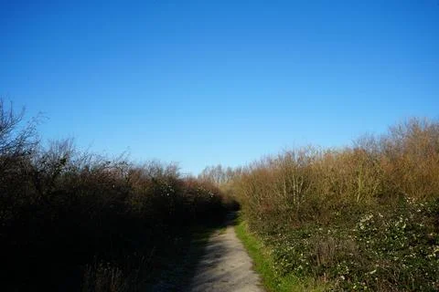 Sunlit Dirt Path Through Winter Bushes Under Clear Blue Sky, Skylarks Nature Stock Photos