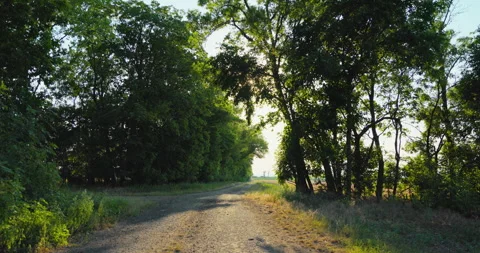 Sunlit dirt path winding through green trees with a bright lens flare, 8K Stock Footage 339243534