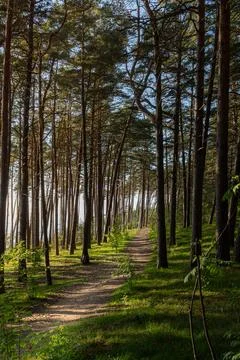 Sunlit dirt path winding through a dense pine forest in spring Stock Photos