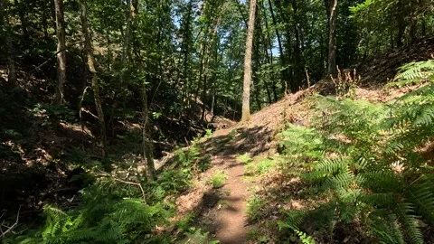A sunlit dirt path winds through a lush green forest Stock Footage 346294557