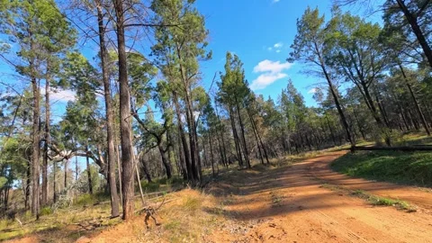Sunlit Dirt Road Through Eucalyptus and Pine Forest in The Pilliga Stock Footage 345699921