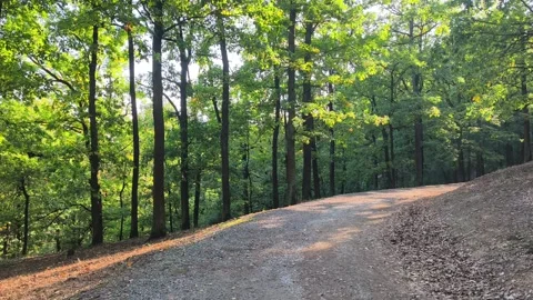 Sunlit dirt road winding through green summer forest Stock Footage 346809794