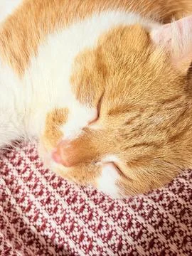 Sunlit Dreams of a Tiny Ginger Soul Stock Photos
