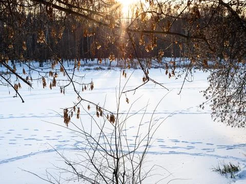 Sunlit dried seeds of maple tree and frozen river Stock Photos