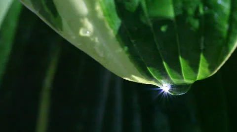 Sunlit drop of water on leaf Stock Footage 24845046