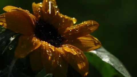 Sunlit drops of water falling on sunflower petals in extreme slow motion Vídeo Stock 78416823