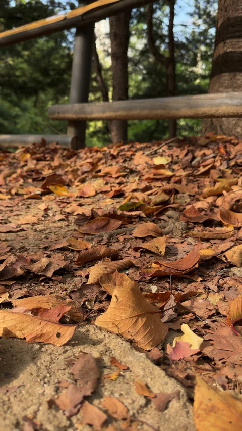 Sunlit Dry Fall Leaves on Park Ground, Vertical Nature Background Video stock 347656540
