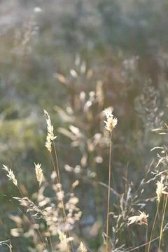 Sunlit dry grass in a meadow with soft natural bokeh Stock Photos