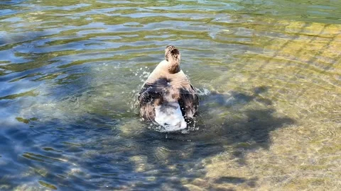 Sunlit Duck Splashing in Water Stock Footage 288075723