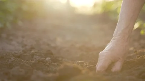 Sunlit elderly hand checking soil fertility Video stock 197719044