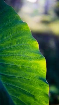 Sunlit Elephant Ear plants, also known as Colocasia and Taro with morning nat Stock Photos