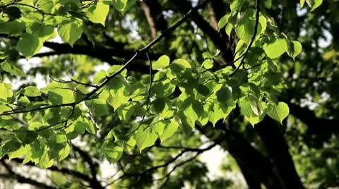 Sunlit Elm Tree Leaves Stock Footage 10731860