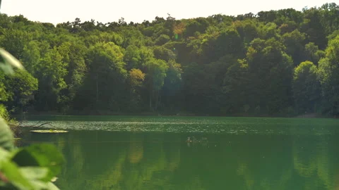 Sunlit emerald forest lake with lush green trees Stock Footage 346539176