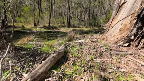 Sunlit Eucalyptus Forest and Bushland Trail in the Australian Outback Stock Footage 345470378