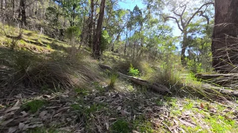 Sunlit Eucalyptus Forest and Native Bushland Floor Stock Footage 345699651