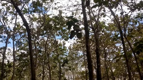 Sunlit Eucalyptus Forest Canopy. Stock-Footage 338374959