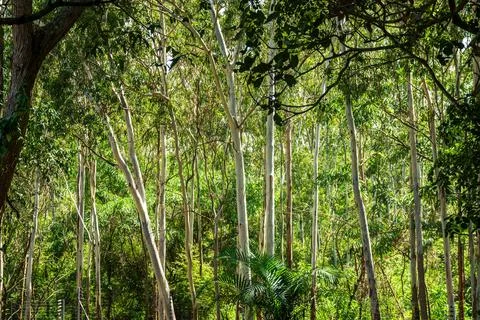 Sunlit Eucalyptus Forest with Lush Green Foliage 写真素材