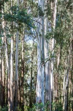 Sunlit eucalyptus forest Stock Photos