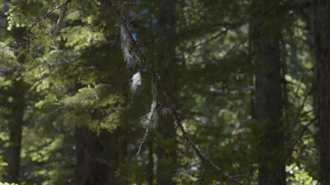 Sunlit evergreen branches and moss in Oregon forest near Mirror Lake Stock Footage 345302275