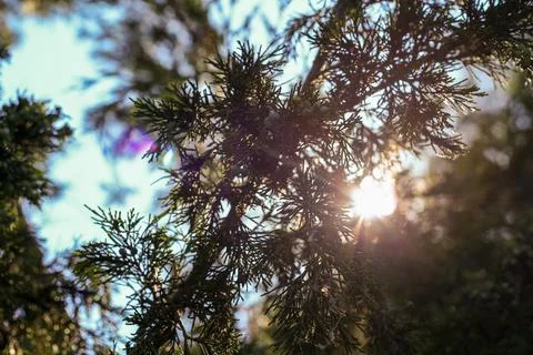 Sunlit Evergreen Branches Foto stock