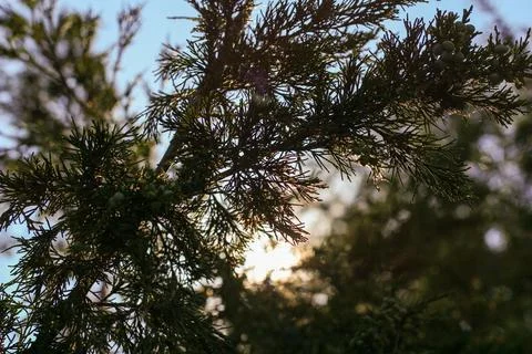 Sunlit Evergreen Branches Foto stock