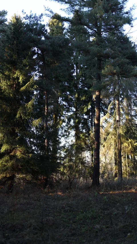 Sunlit evergreen forest creating a calm peaceful natural atmosphere Stock Footage 321650470