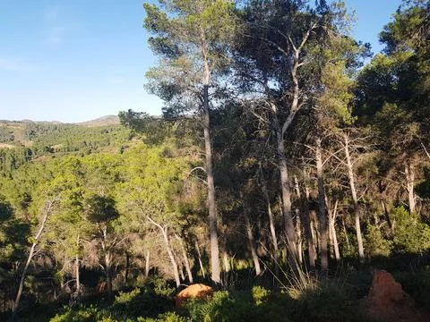 Sunlit evergreen pine mountain Stock Photos