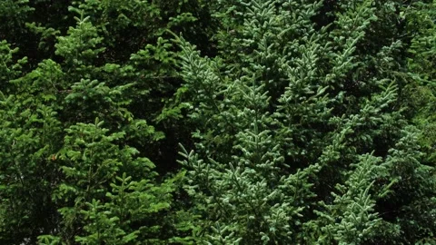 Sunlit evergreen trees on breezy, sunny day. Green, natural background. Stock Footage 219957308