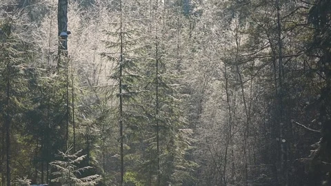 Sunlit evergreen trees stand in a quiet winter forest clearing, with light Stock Footage 328986513
