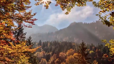 Sunlit Evergreen Woods Transitioning to Twilight Waters Stock Footage 346195866