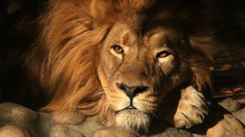 Sunlit face of dreaming lion close up on dark shadow background. King of beasts Stock Footage 46439827